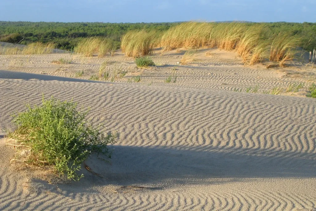 Dunes sable oyats Côte Sauvage La Palmyre – ESCS La Palmyre Côte Sauvage